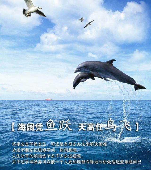 海阔凭鱼跃,天高任鸟飞