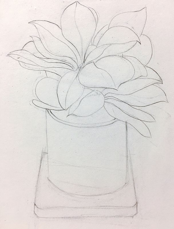 步骤: 1,再画线稿的时候可以先用直线来表现植物的结构,花盆以及底托